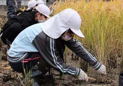 鎌で稲刈りをする児童ら