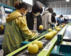 選果作業を進める流通センター