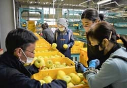 果実の裂傷や傷などを小林指導員（左）に確認する選果員ら