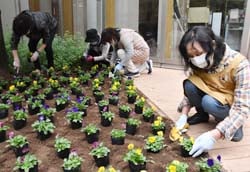 長野松代総合病院中庭のデザイン花壇にビオラを植える女性部員（長野市松代町、10月22日）