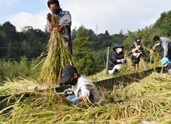親子で協力して行った稲刈り