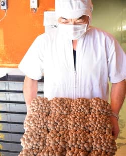 出荷間近の岡田さんのブナシメジ