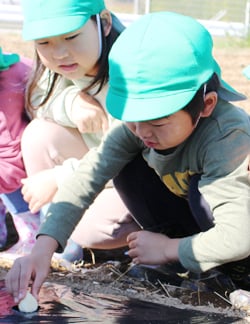 ていねいににんにくの植えつけを行う園児