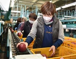 赤く色づいた「サンふじ」を選果する選果員ら（安曇野市三郷）
