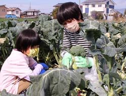 ブロッコリーを収穫する参加者