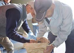 黒ごまの品質を確認する様子