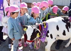 子牛と触れ合う園児たち