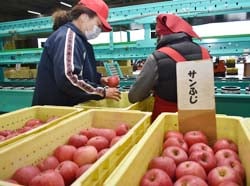 持ち込まれたサンふじを確認する作業員