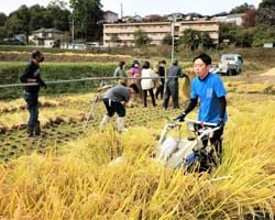 稲刈りを体験する職員