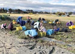 協力して収穫作業を行う参加者