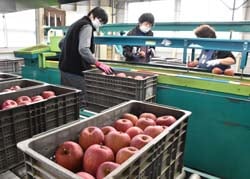 選果作業がすすむ流通センター