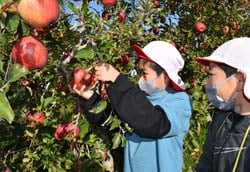りんごを収穫する児童（南箕輪村で）
