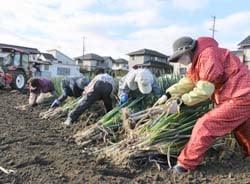 吉蔵ねぎを力一杯引き抜く部員ら