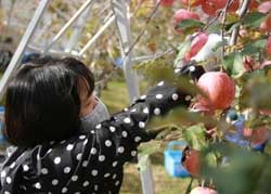 赤く色づいたオリジナルリンゴを収穫する堀内さん