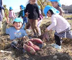サツマイモを収穫する園児（11月17日、長野県上田市小泉）