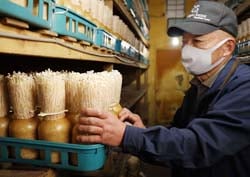 えのきたけの生育状況を確認する伊藤さん