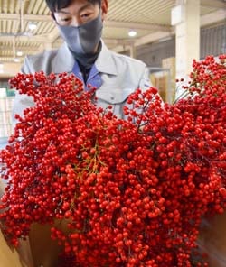 出荷最盛期を迎えた「南天」
