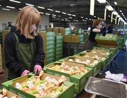 須坂共選所（須坂市）でシャインマスカットの検品作業にあたる職員