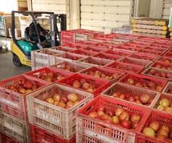集荷施設に所狭しと並ぶ加工用リンゴ