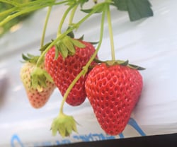 真っ赤に実ったイチゴ