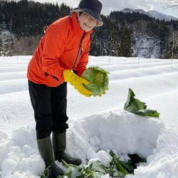 雪から掘り起こした雪中キャベツ