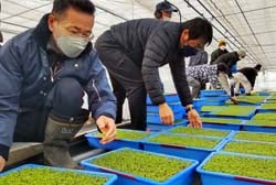 セルリーの苗を受け取る生産者