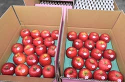 検品するJA職員ら（長野県安曇野市三郷温）