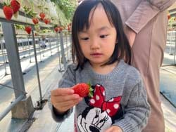 大きなイチゴを取れて喜ぶ子ども
