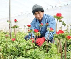 出荷を控えるアネモネの生育を見守る伊藤さん