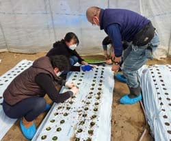 苗の植え付けに取り組む受講生