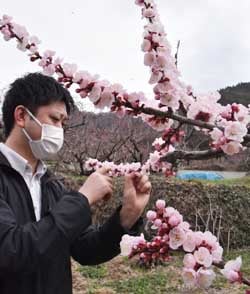 開花調査巡回をするJA職員