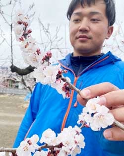 3月23日、千曲市森で開花したアンズの花を確認する堀内技術員