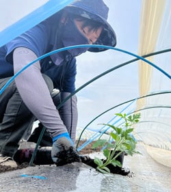 一つひとつ丁寧に苗を植える中野さん