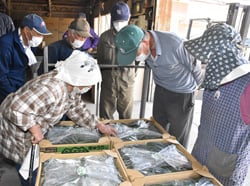 出荷されたキュウリを見本に規格を確認する生産者
