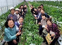 イチゴ狩りを楽しむ果樹女性部員