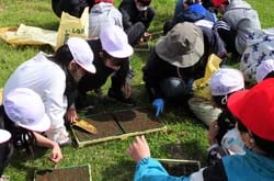 レタスの種をまく児童と女性部役員