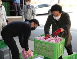 八重桜「関山」の集荷作業