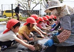 さくらの会メンバーと定植作業を楽しむ園児