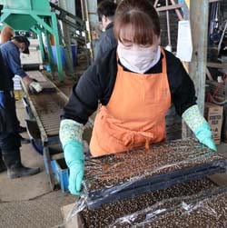 役割分担を行い、順調に進めた水稲播種プラント作業