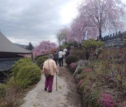 昌福寺の庭園を散策する部員