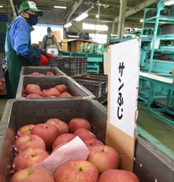 例年よりたくさんのりんごが出荷されフル稼働した須高市の選果所