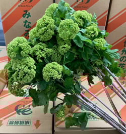 出荷最盛期のスノーボール（長野県下伊那郡豊丘村で）
