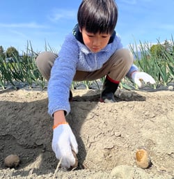 丁寧に種芋の植え付けを行う参加者