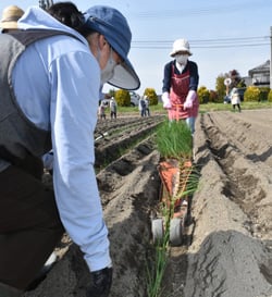 簡易定植機「ひっぱりくん」で苗を植える部員ら
