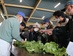 出荷規格を確認する生産者