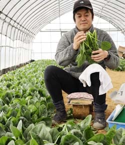 ホウレンソウの出荷作業を行う森山大さん