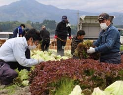 青年部員とJA職員が一緒に行うレタスの収穫作業