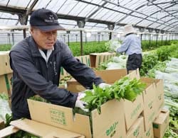 セルリーの出荷準備を進める矢島さん（左）家族