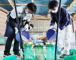 コーティングした種もみを袋詰めする職員ら