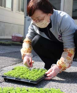 苗の仕分けを行う部員